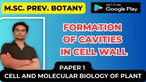 Read more about the article Formation of Cavities in cell wall