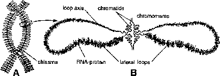 Image result for lampbrush chromosome