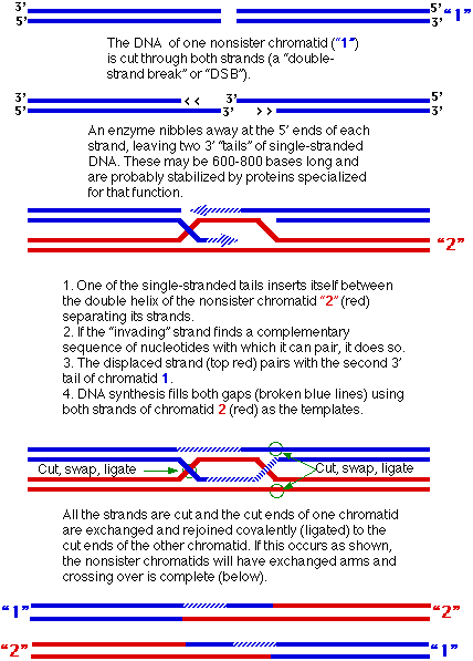 Text Box: Figure 3.2: Mechanism of Crossing Over