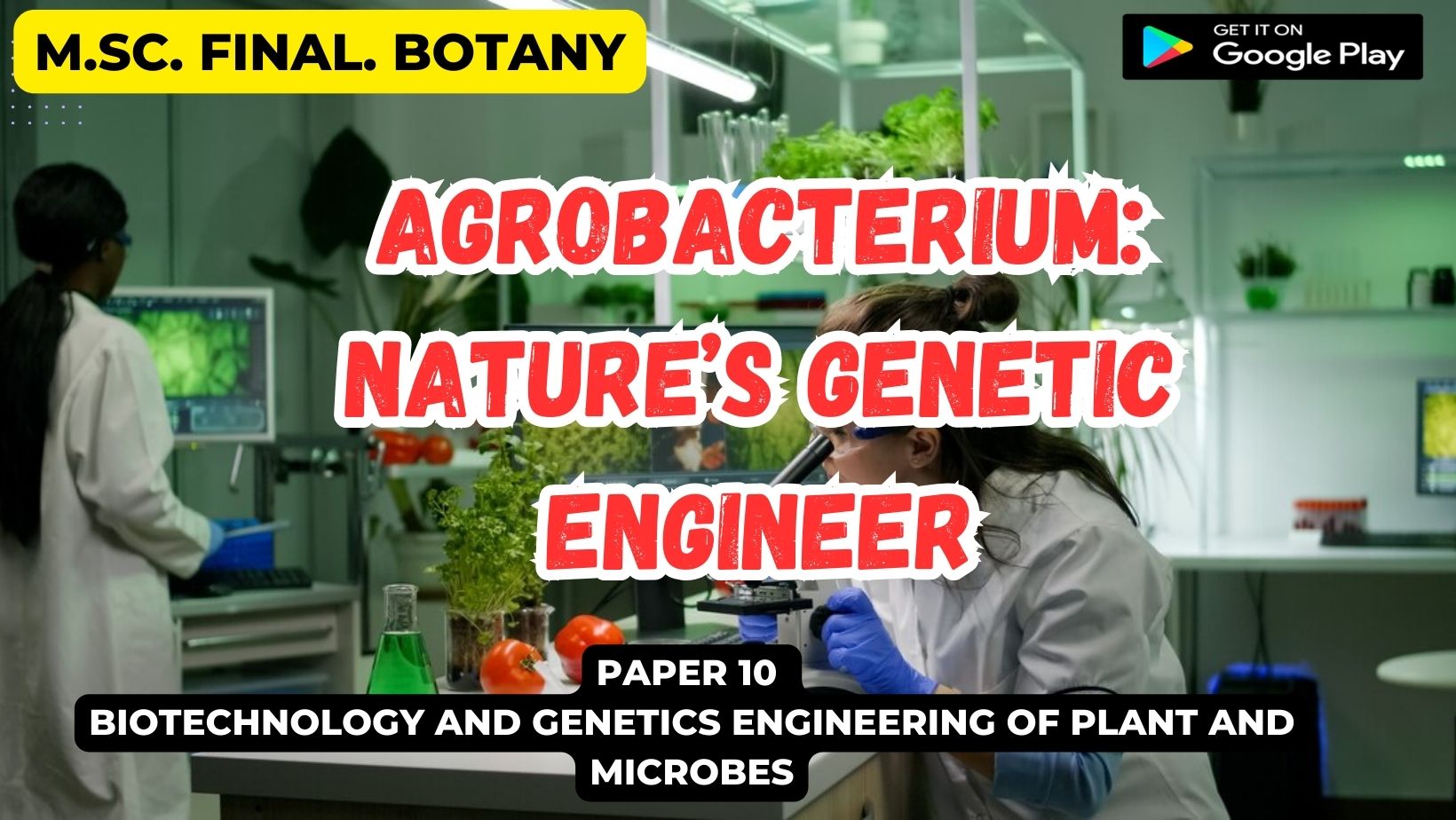 Read more about the article Agrobacterium: nature’s genetic engineer