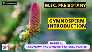 Read more about the article Gymnosperm Introduction