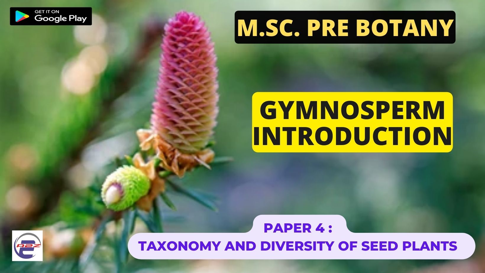 Read more about the article Gymnosperm Introduction