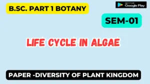 Read more about the article Life cycle in algae